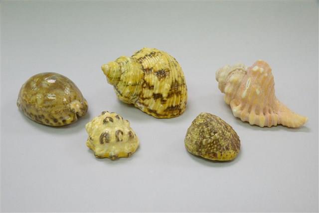 貝殼藏品圖，第1張