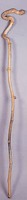Bamboo Cane Collection Image, Figure 2, Total 2 Figures