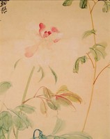 芍藥藏品圖，第2張