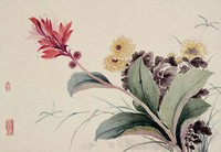 紅蕉黃菊藏品圖，第1張