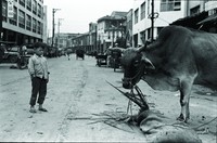 小童觀牛吃草藏品圖，第1張