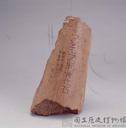 滿洲脛骨化石藏品圖，第1張