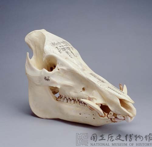 野豬頭骨雕佛經梵文藏品圖，第3張