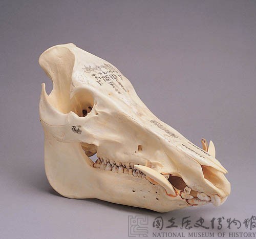 野豬頭骨雕佛經梵文藏品圖，第2張