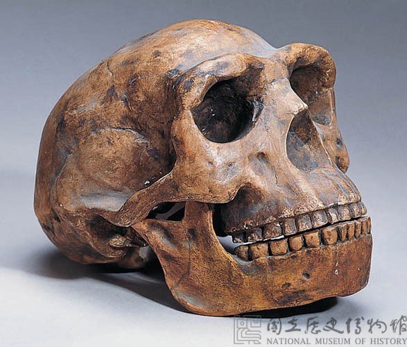 Model of the Peking Man Skull Collection Image, Figure 2, Total 2 Figures