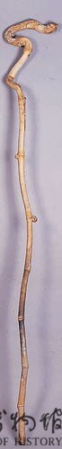 Bamboo Cane Collection Image, Figure 2, Total 2 Figures
