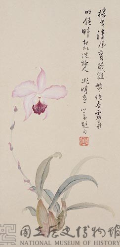 蝴蝶蘭藏品圖，第1張