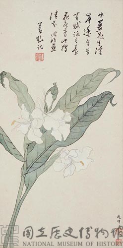 水薑花藏品圖，第1張