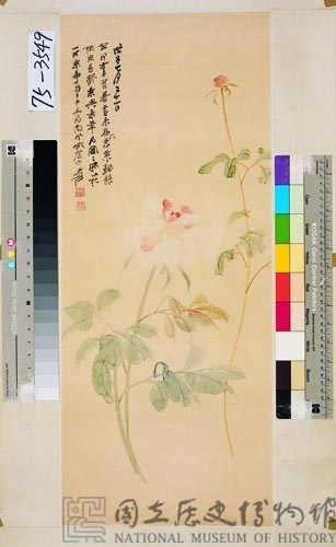 芍藥藏品圖，第1張