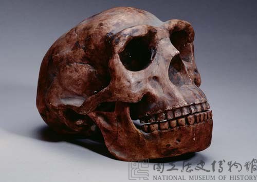 Model of the Peking Man Skull Collection Image, Figure 1, Total 2 Figures