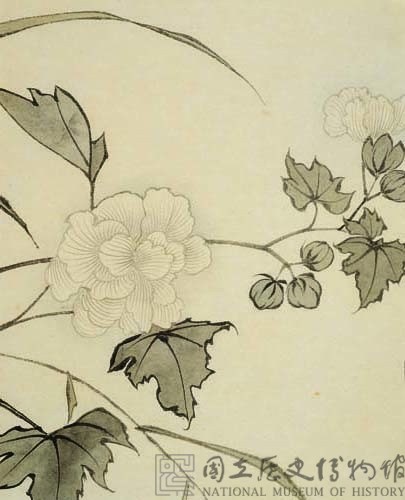 芙蓉花藏品圖，第3張