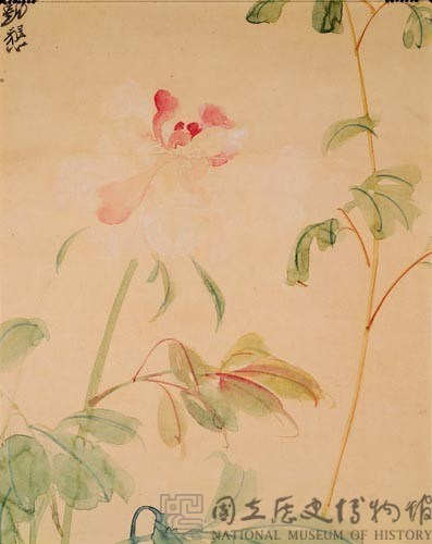 芍藥藏品圖，第2張