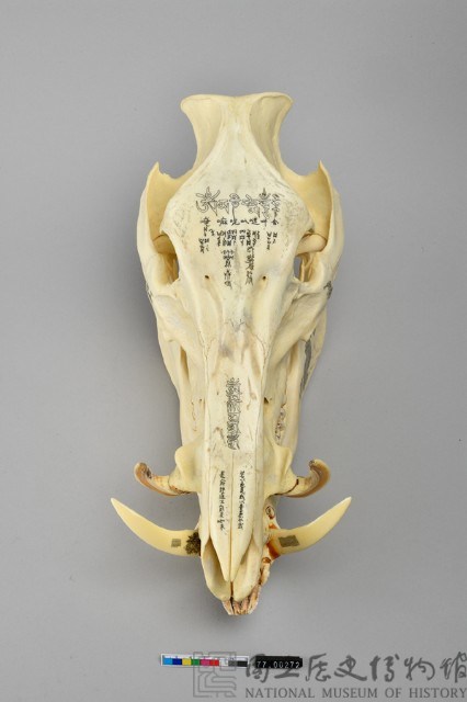 野豬頭骨雕佛經梵文藏品圖，第5張