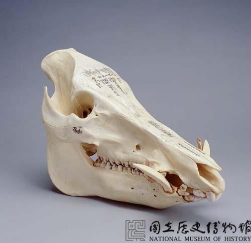 野豬頭骨雕佛經梵文藏品圖，第3張