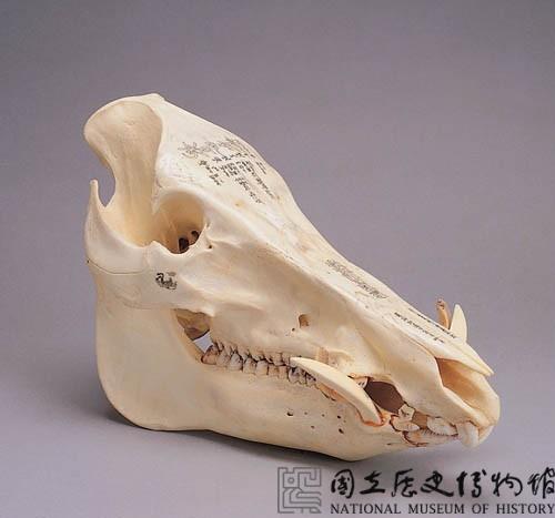 野豬頭骨雕佛經梵文藏品圖，第2張