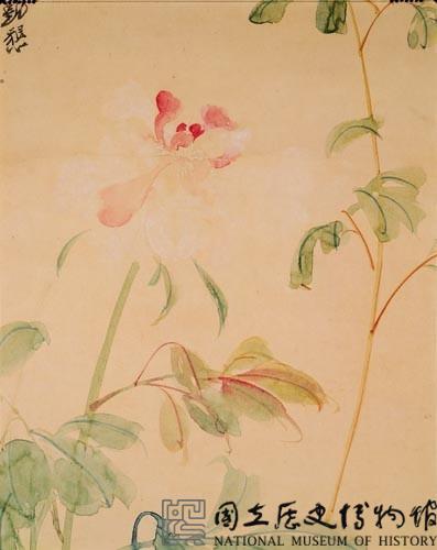 芍藥藏品圖，第2張