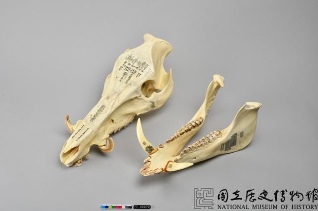 野豬頭骨雕佛經梵文藏品圖，第4張