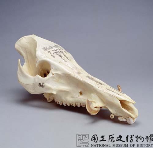 野豬頭骨雕佛經梵文藏品圖，第1張