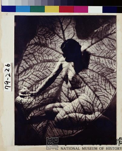 美人娟娟隔秋水藏品圖，第1張