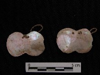 女耳飾藏品圖，第1張