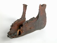 獸骨藏品圖，第2張