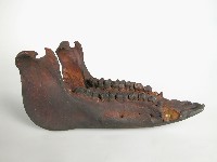 獸骨藏品圖，第1張