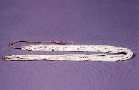 珠條束藏品圖，第1張