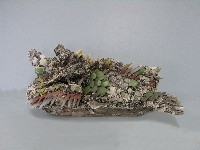 八角斗藏品圖，第193張