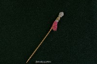 布袋戲道具(矛)藏品圖，第1張