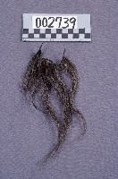 布袋戲道具(鬚)藏品圖，第1張