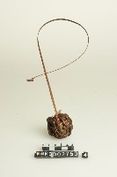 籐球藏品圖，第1張