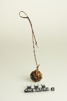 籐球藏品圖，第1張