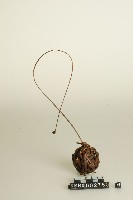 籐球藏品圖，第1張