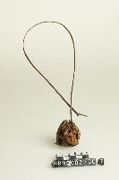 籐球藏品圖，第1張