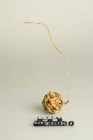 籐球藏品圖，第1張