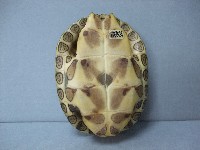 龜殼藏品圖，第2張