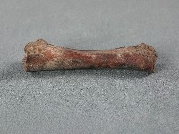 竹筒(骨)藏品圖，第1張