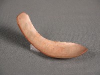 貝匙藏品圖，第1張