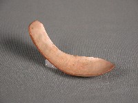 貝匙藏品圖，第2張