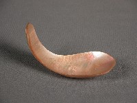 貝匙藏品圖，第2張