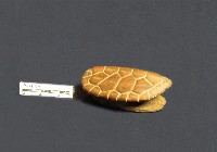 卜卦龜殼藏品圖，第1張