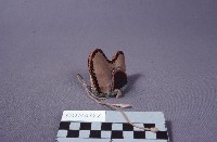 戲帽藏品圖，第1張