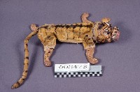 道具-虎藏品圖，第1張