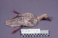 道具-鴨藏品圖，第1張