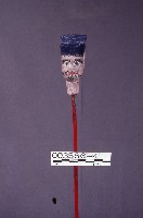 五營頭藏品圖，第1張