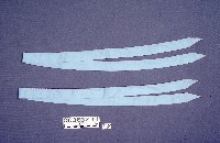 臘染褶裙藏品圖，第1張