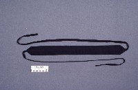 黑腰帶藏品圖，第1張