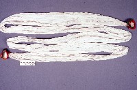 白腰帶藏品圖，第1張