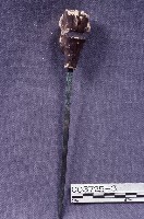 五營頭藏品圖，第2張