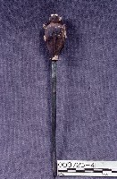 五營頭藏品圖，第3張